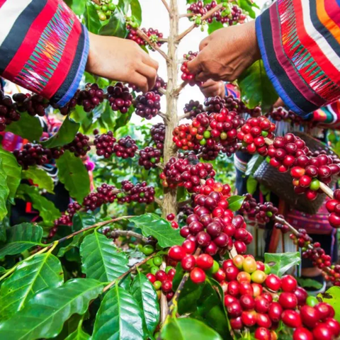 Yanacocha Geisha | Peru