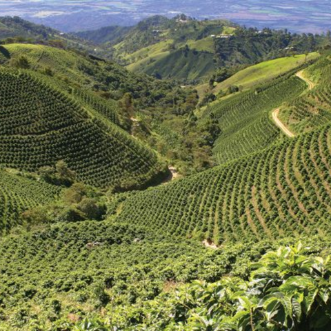 Yanacocha Geisha | Peru