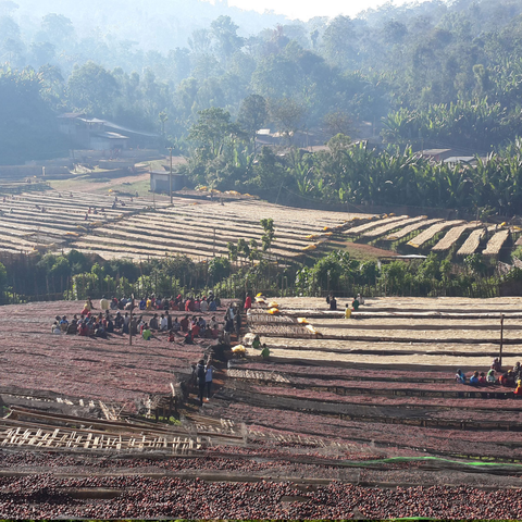 Guji Siko | Ethiopia