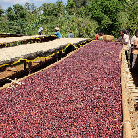 Guji Siko | Ethiopia