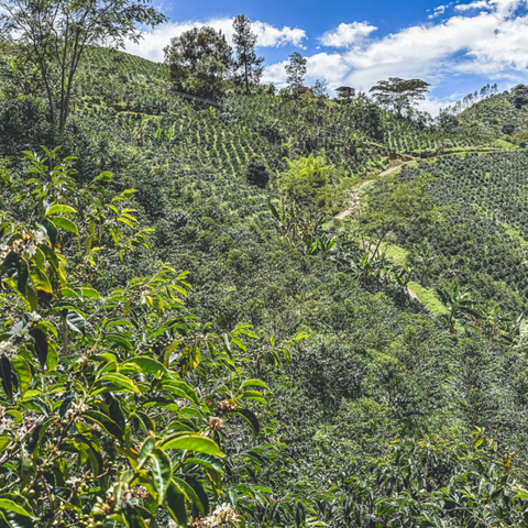 Decaf | Colombia