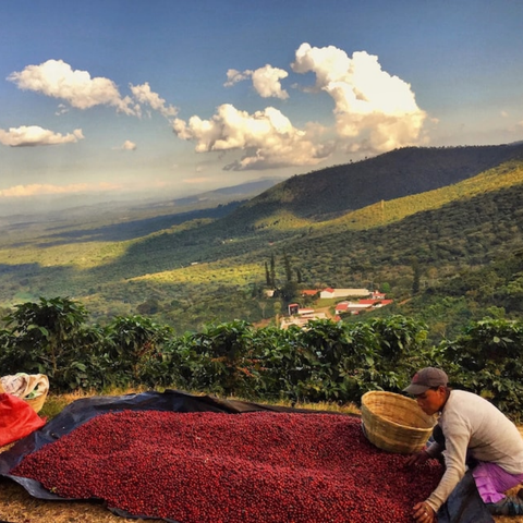 Diamond Lot 291 | El Salvador